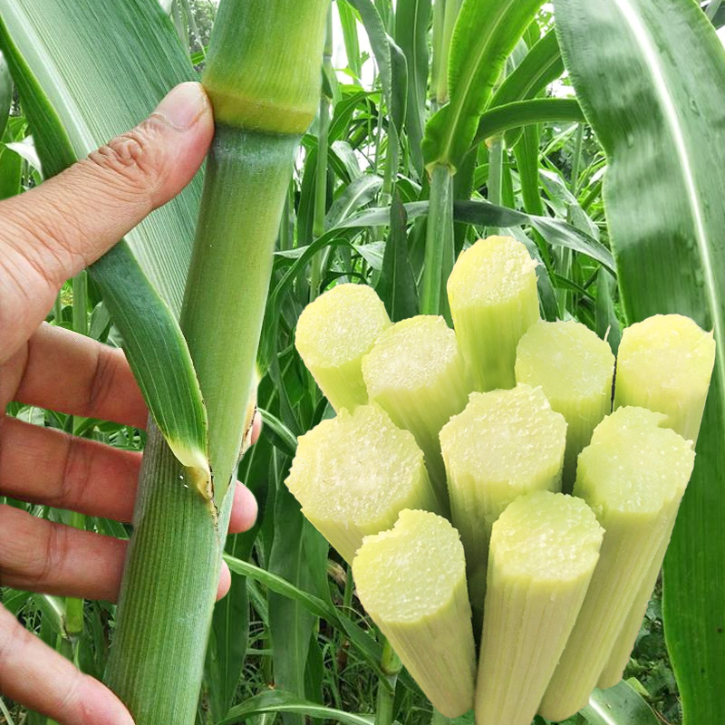 甜高粱种子春季四季北方甜杆秸子甜棒小甘蔗种甜芦稷种籽水果种
