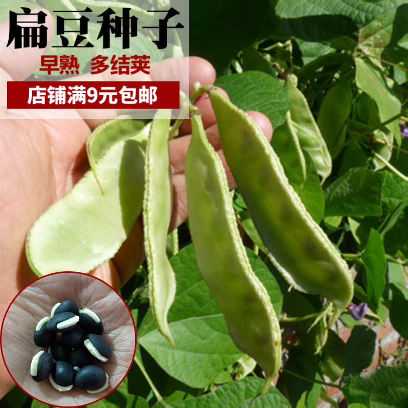 春秋播扁豆种孑四季春夏播大红藤豆籽高产早熟绿眉豆庭院盆栽蔬菜
