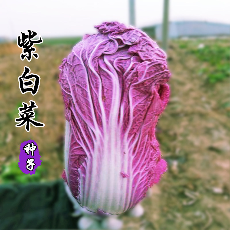 紫宝紫白菜种子特色千宝菜蔬菜家庭菜园种植蔬菜大田菜园播包邮