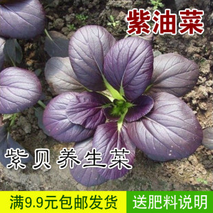 蔬菜种子阳台种菜家庭盆栽紫油菜种子紫青菜