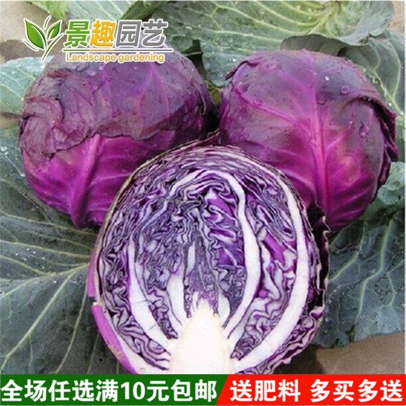 紫甘蓝种子 紫色卷心菜 紫包菜庭院阳台蔬菜种子易种高产菜籽