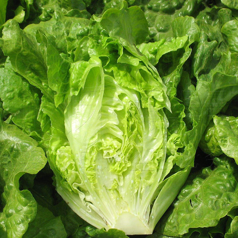 耐抽薹生菜种子耐热农家四季播春秋季夏季奶油蔬菜种子耐寒