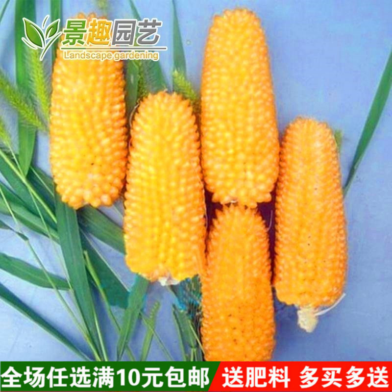 鲜食菠萝玉米种子 生食水果玉米籽 清香汁多甜度高 农作物种子