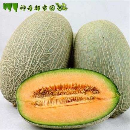 香密王哈密瓜种子薄皮甜瓜春季超甜高产早熟正品香瓜网纹瓜种子