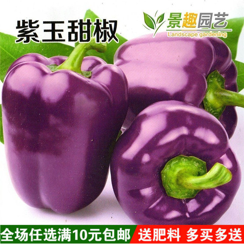 蔬菜瓜果种子 紫色甜椒种子 紫玉彩色辣椒种籽