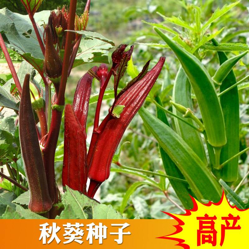 黄秋葵绿秋葵红秋葵种子四季种蔬菜种子盆栽种植阳台20克 免邮