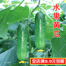 水果黄瓜种子 四季易播阳台种菜家庭盆栽 甜脆水分足蔬菜种子