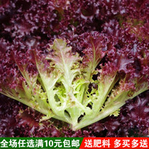 蔬菜种子 南韩紫秀生菜种子 大叶紫叶生菜 紫色生菜种子