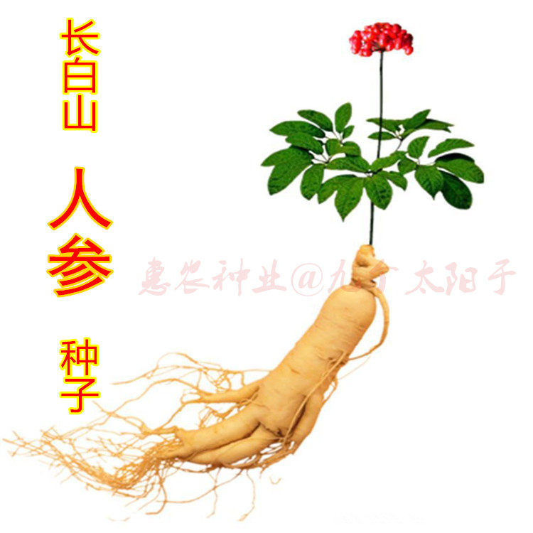人参种子东北三宝之一名贵药材种子长白山人参
