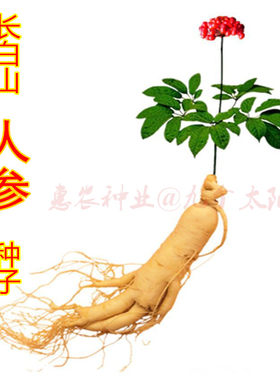 人参种子东北三宝之一名贵药材种子长白山人参