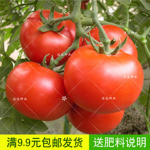 西红柿 中蔬四号大番茄种子 阳台种菜家庭盆栽 费 蔬菜种子四季 免邮
