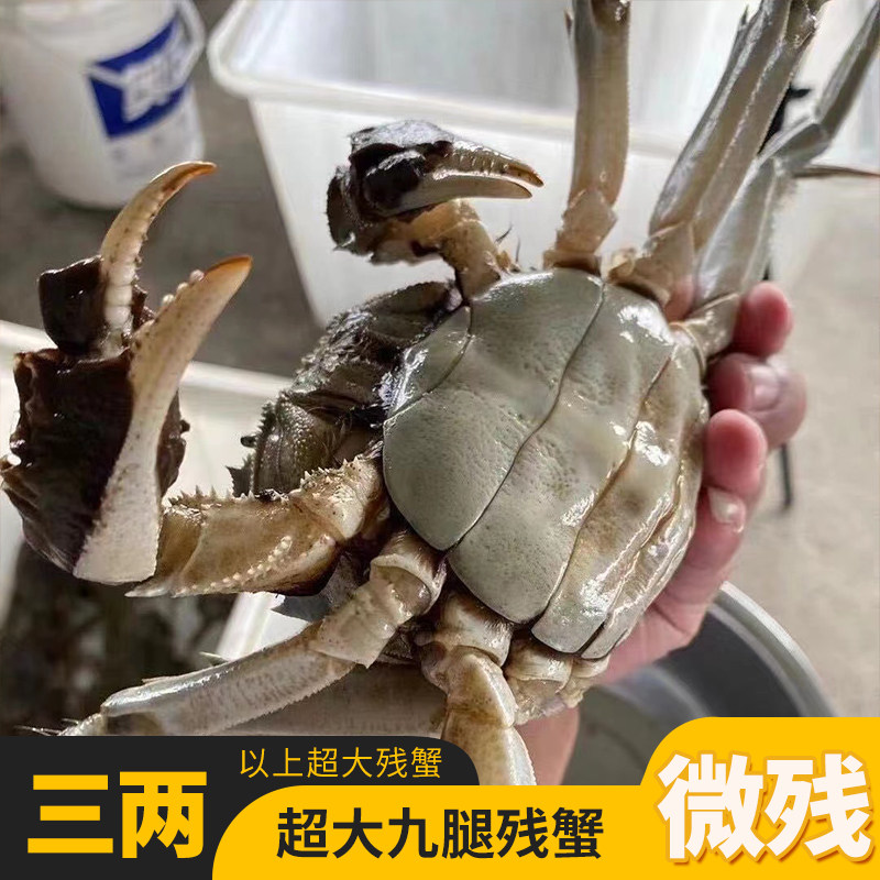 大闸蟹全母3两鲜活残蟹