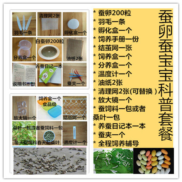 蚕宝宝蚕卵(籽)套餐蚕卵新鲜桑叶蚕卵蚕籽科普套餐包邮自然课养蚕