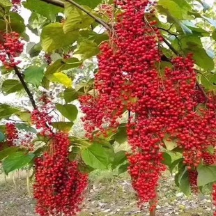 油桐子树苗桐树种子大型乔木庭院绿植花卉油桐树种子