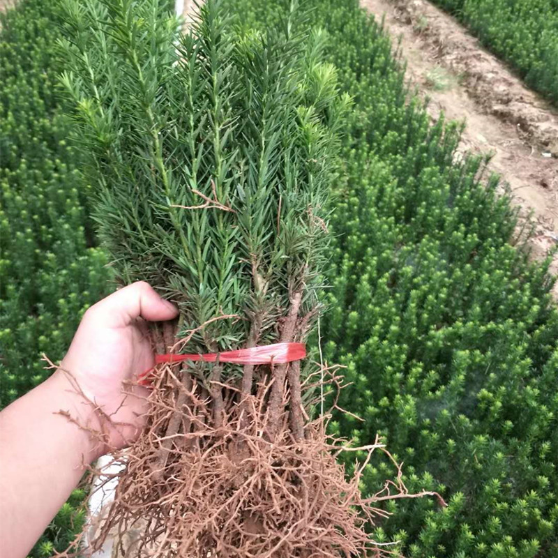 红豆杉小苗正宗曼地亚红豆杉树苗室内外盆栽净化空气除甲醛植物