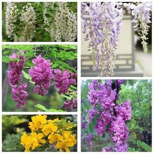 新采速生国槐种子刺槐树种籽龙抓槐黄花槐红花槐工程绿化林木种子