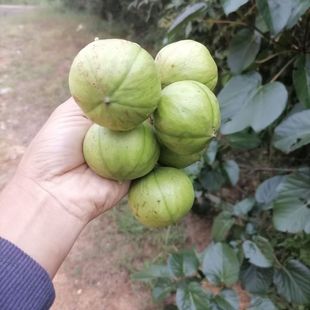 武陵山原生桐子树苗 油桐树 大型乔木庭院绿植花卉桐子叶粑原料