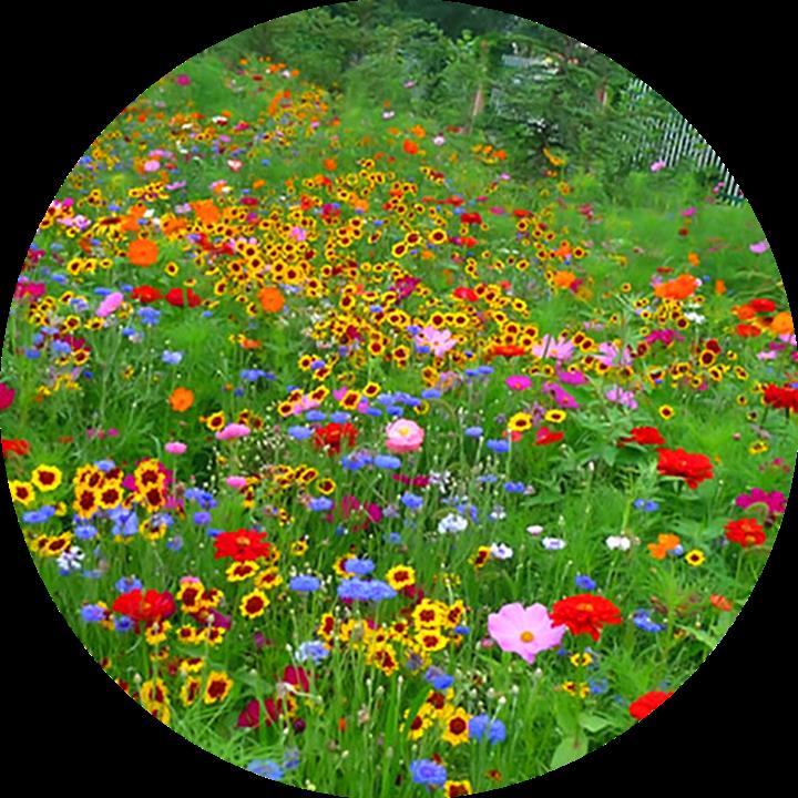 波斯种子七彩易活庭院野花组合