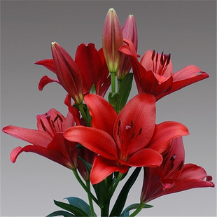 进口香水百合花种球带芽四季花卉室内阳台绿植物盆栽百合花苗种子