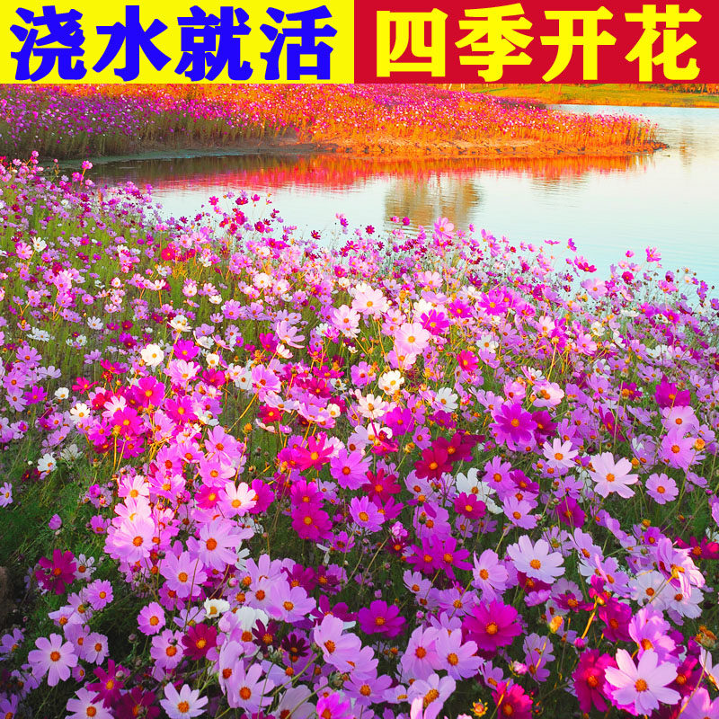 波斯种子庭院盆栽易活野花组合