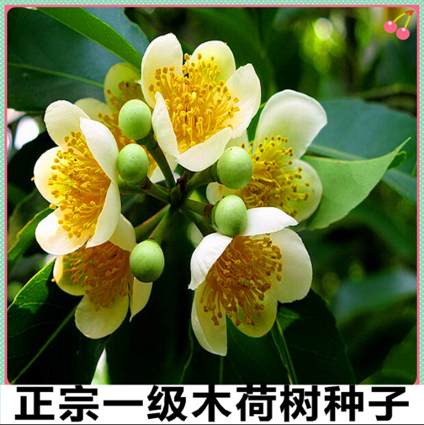 林木种子 木荷种子 木荷树种 荷木 荷树种子 花木种子 木艾树种子