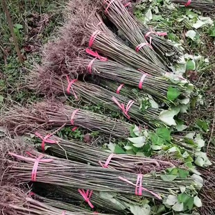 油桐桐子树苗桐树种子大型乔木庭院绿植花卉油桐树苗桐叶粑粑苗