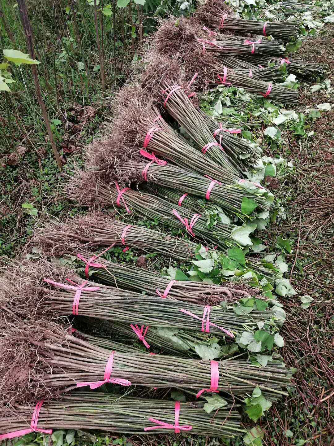 油桐桐子树苗桐树种子大型乔木庭院绿植花卉油桐树苗桐叶粑粑苗