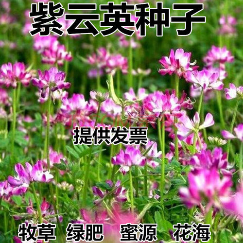 食用果园植物紫云英种子