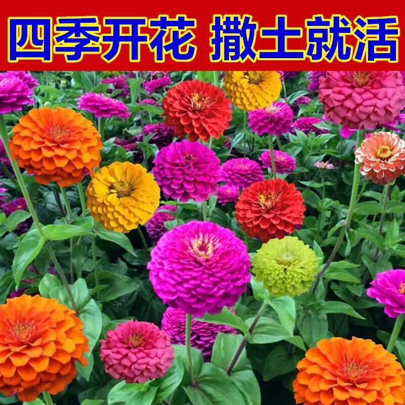 玫瑰夏季植物室外阳台盆栽花种籽