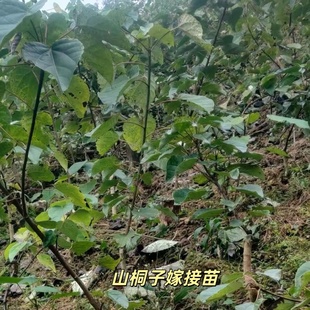 山桐子嫁接苗 组培苗 观赏绿化