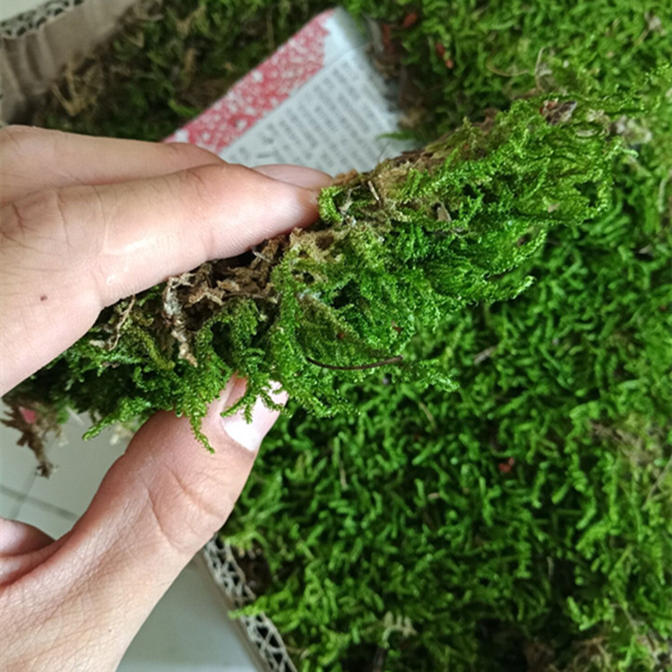 品园林庭院景观苔藓 盆栽绿植铺面 植物墙野生青苔 大灰藓1平方促