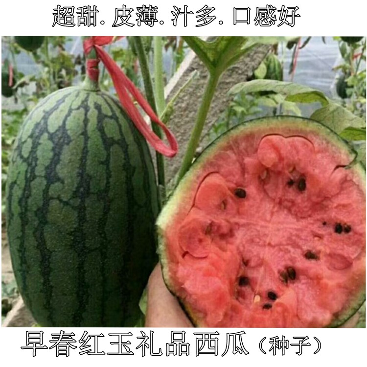 早春红玉西瓜西瓜蔬果种子