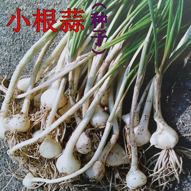 小根蒜种子山蒜大脑瓜小蒜种春秋种植蔬菜种子盆栽菜园蔬菜种