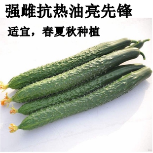 抗热油亮先锋黄瓜种子春夏秋种植黄瓜蔬菜种子瓜把短深绿油亮高产