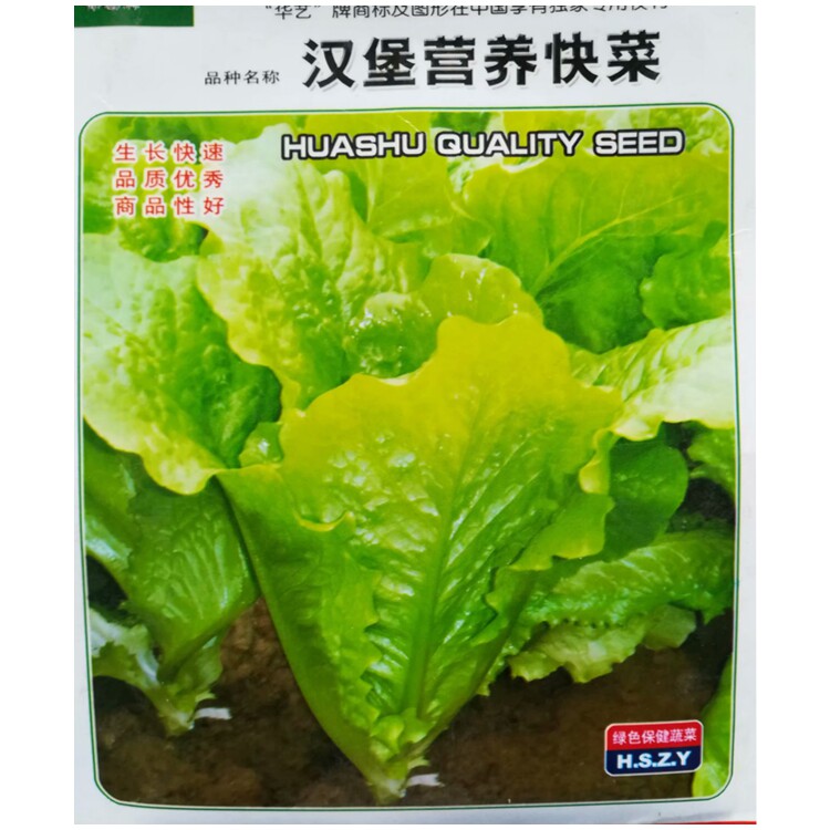 汉堡营养快菜种子生长四季盆栽