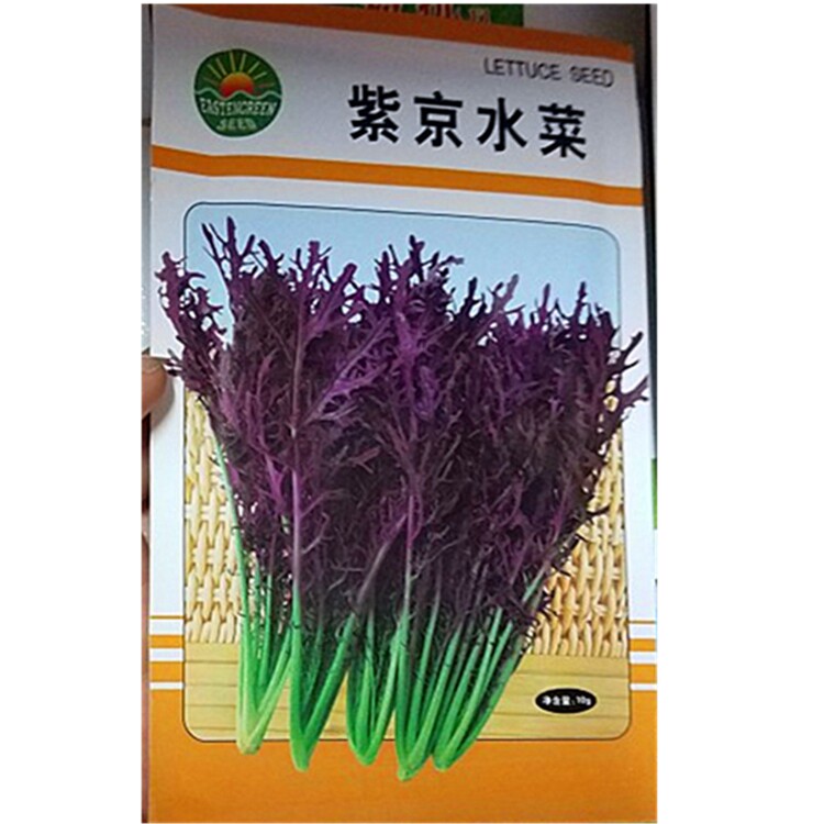 紫京水菜种子紫色京水菜春秋播蔬菜种子凉拌热炒涮火锅均可