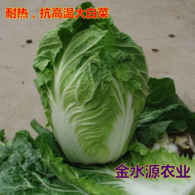 耐高温耐热白菜种子大白菜