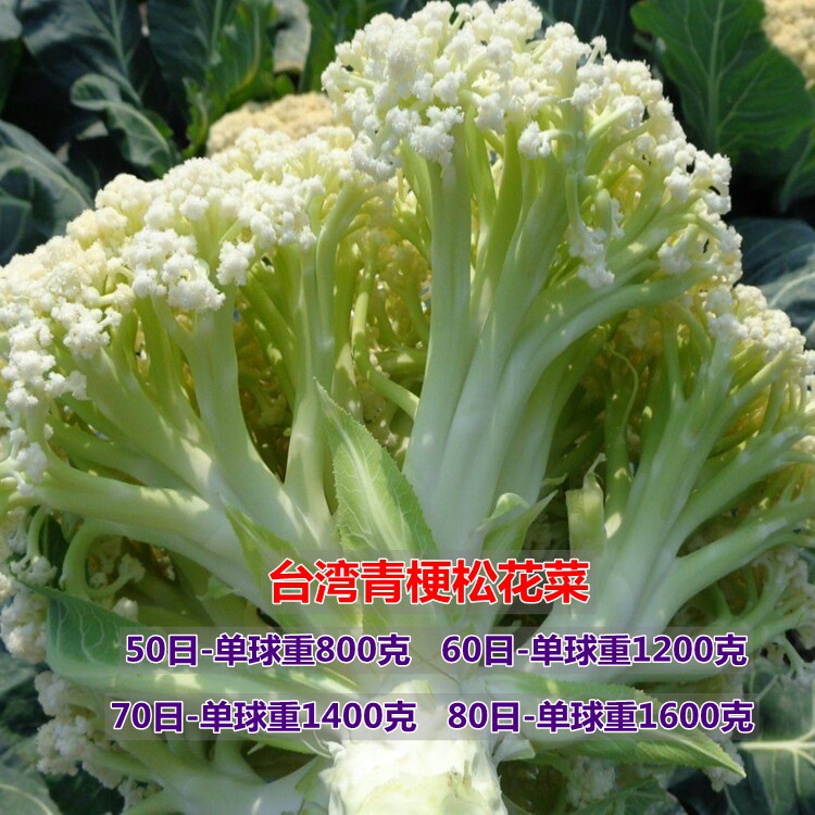 台湾丰田松花菜种子散菜花青梗花椰菜高产蔬菜大面积种植良种