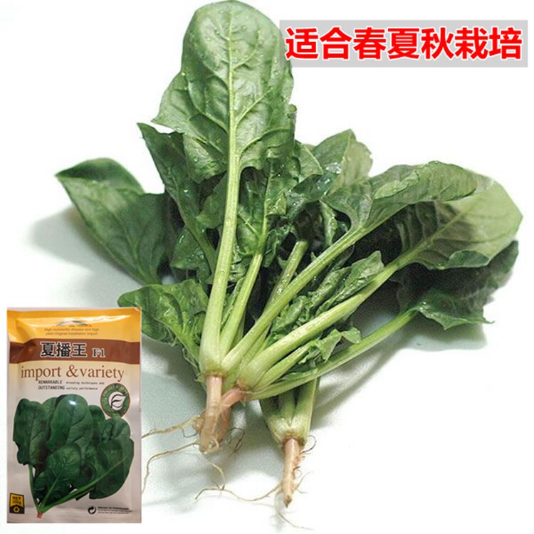 夏播王菠菜 夏宝二号菠菜种子耐高温抗病适合春夏秋种植菠菜种子