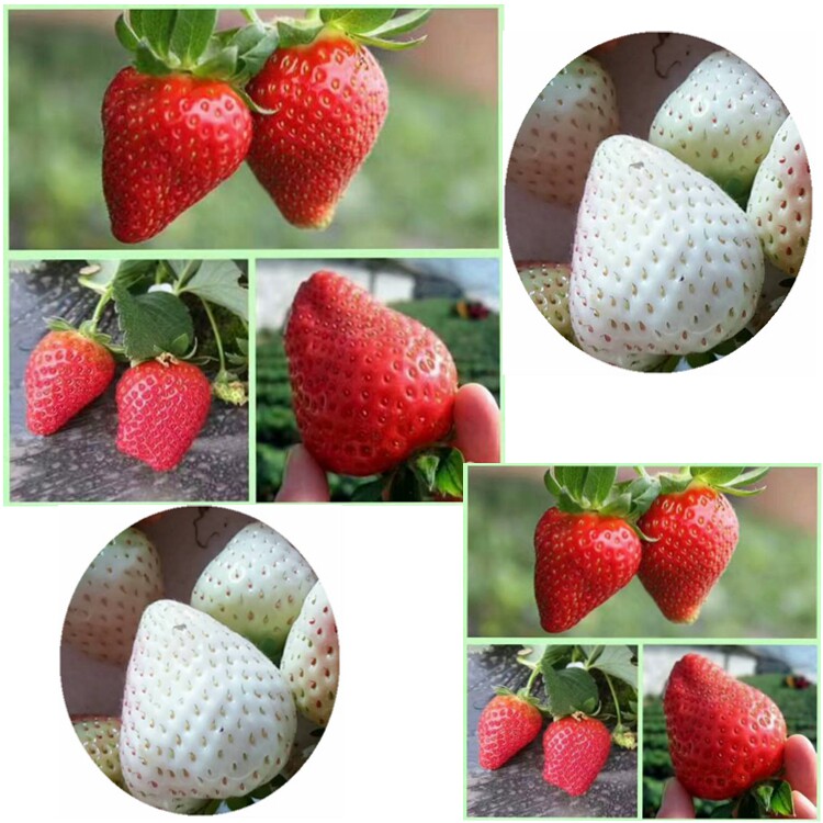 草莓种子四季家庭盆栽面积