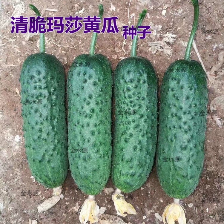 玛莎水果黄瓜种子国外引进小黄瓜脆甜小节瓜盆栽大面积种植蔬菜