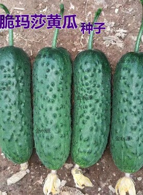 玛莎水果黄瓜种子国外引进