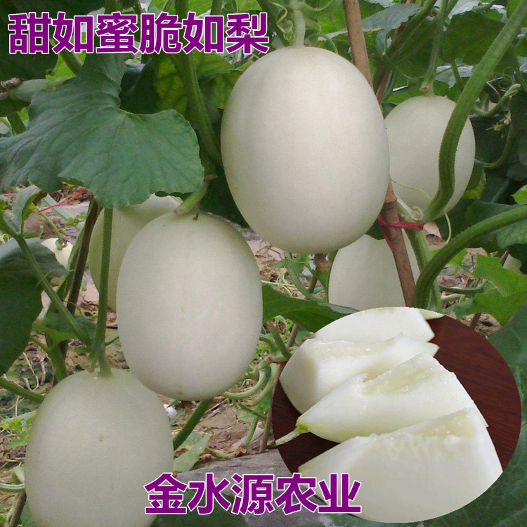 甜蜜脆梨白皮甜瓜种子 雪域脆梨种子果肉纯白糖度高耐运输水果种