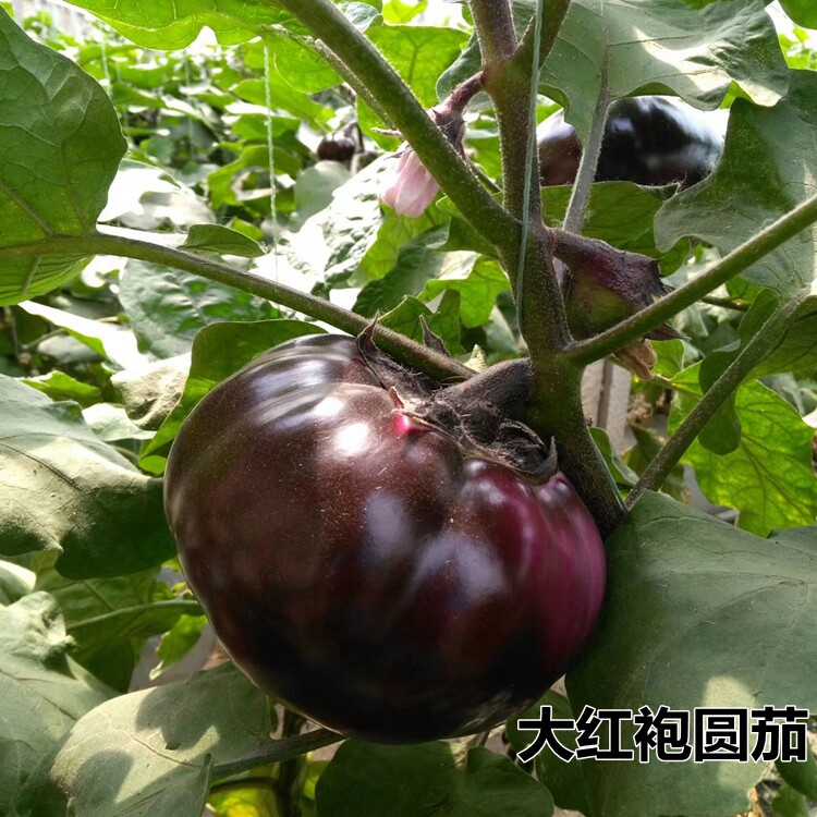 大红袍茄子种子圆茄种子果皮紫红色肉白色抗病耐热单果1-2公斤