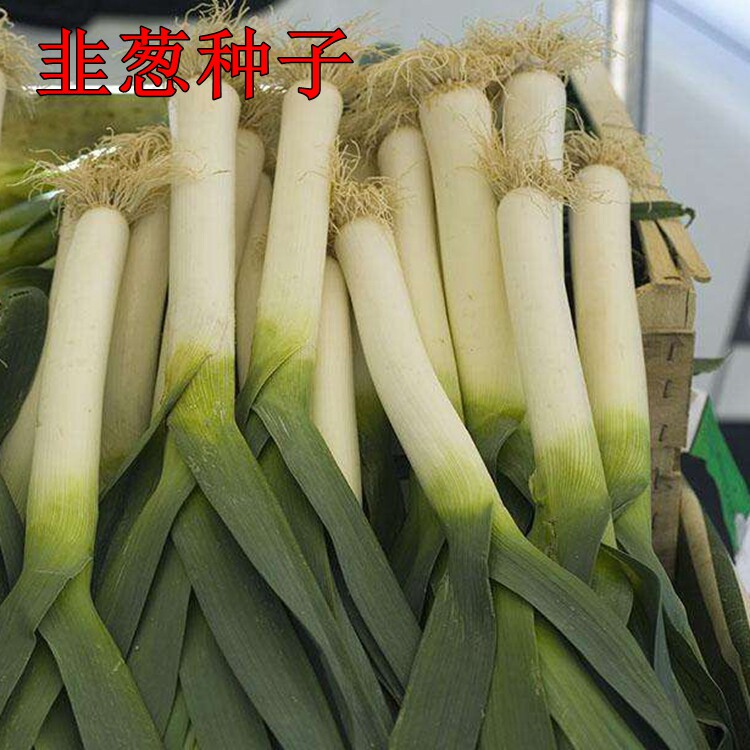 韭葱种子扁叶葱蒜苗籽海蒜种子春秋种植蔬菜种子产量高耐运输