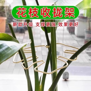 【植物定型支架】龟背竹支撑杆天堂鸟防倒伏固定器春羽水培植物枝