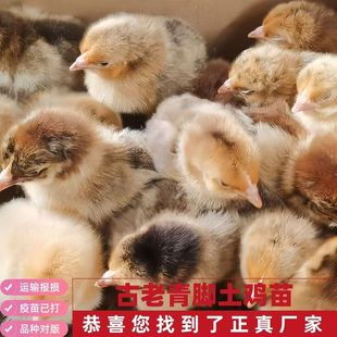 小鸡苗农村家养土鸡苗正宗青脚麻鸡笨鸡柴鸡苗好养活鸡幼苗宠物鸡