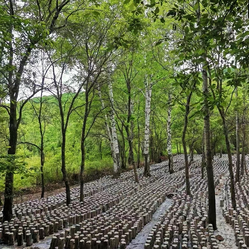 许氏醇品东北黑木耳小碗耳秋木耳东北土特产正宗农家干货无根新货