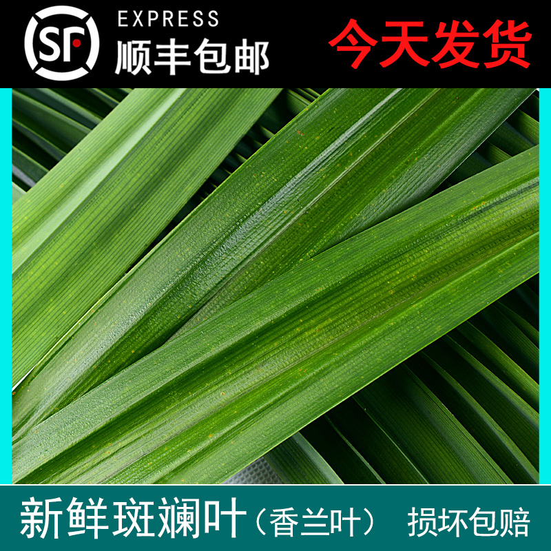 顺丰包邮斑斓叶新鲜芒果500g