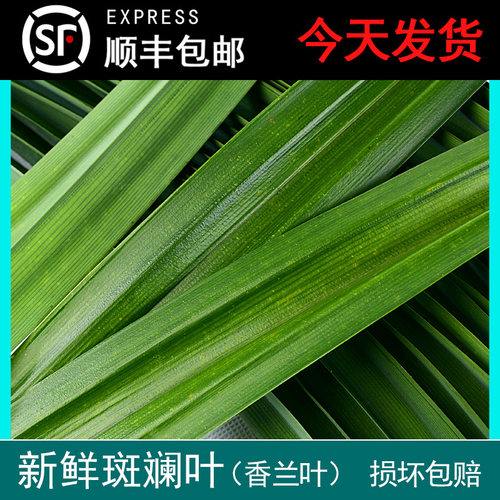顺丰包邮 斑斓叶新鲜香兰叶班兰叶斑斓蛋糕千层糕芒果糯米饭500g